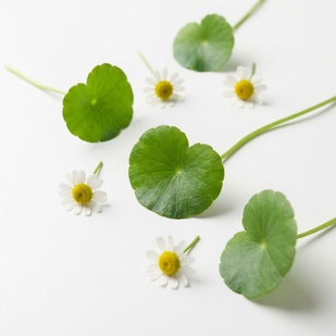 Centella Asiatica & ChamomileSoothes